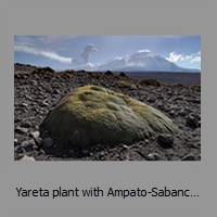 Yareta plant with Ampato-Sabancaya complex behind